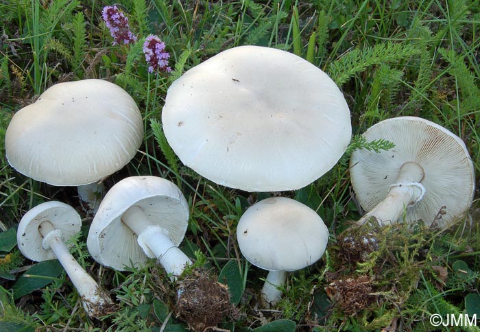 Leucoagaricus leucothites