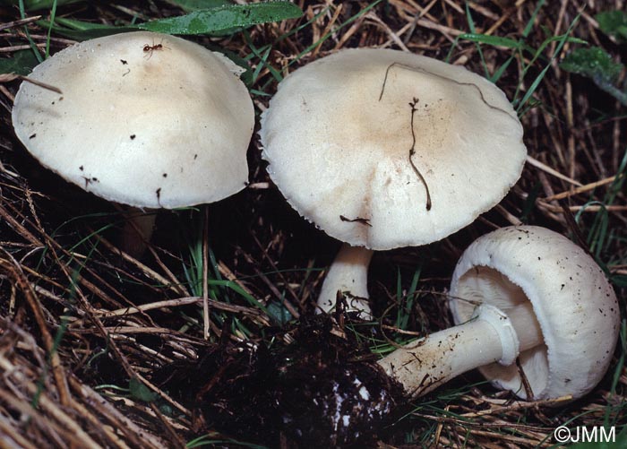 Leucoagaricus leucothites