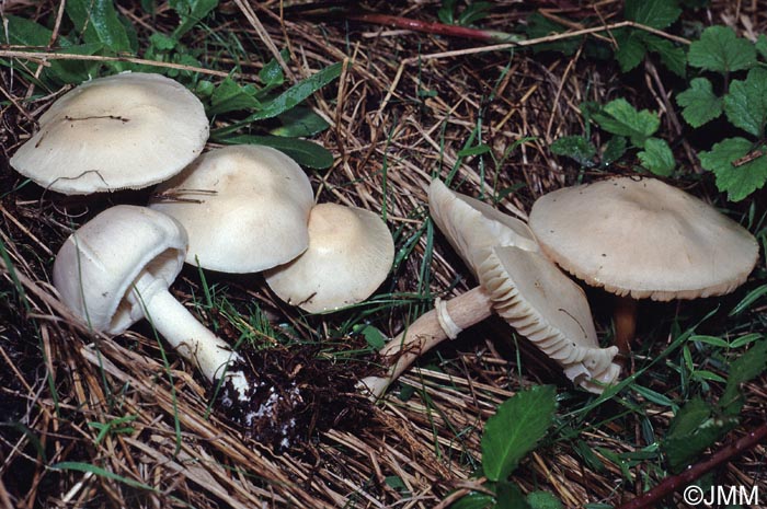 Leucoagaricus leucothites