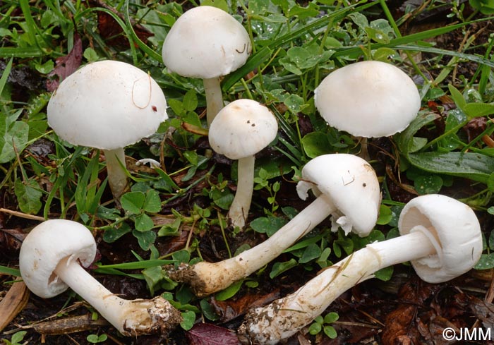 Leucoagaricus leucothites