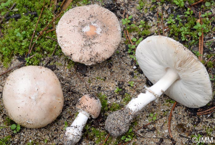 Leucoagaricus littoralis