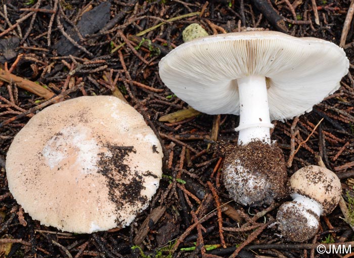 Leucoagaricus littoralis