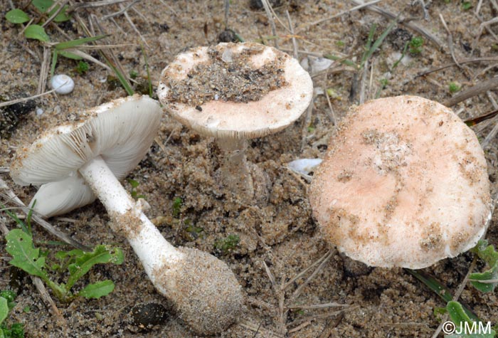 Leucoagaricus littoralis