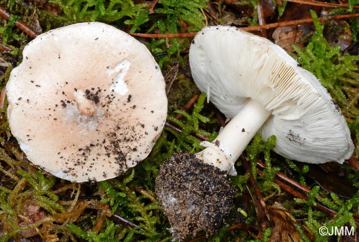 Leucoagaricus littoralis