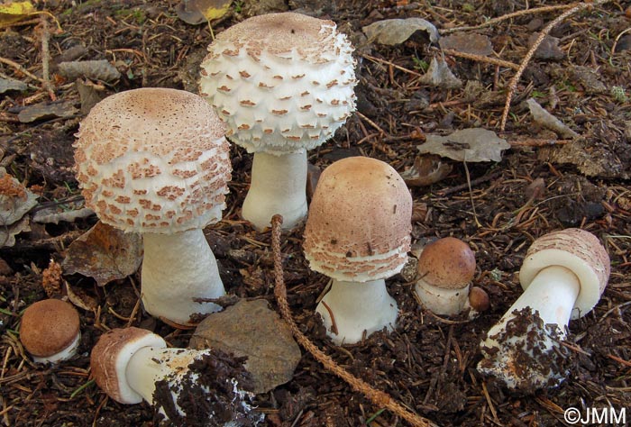 Leucoagaricus nympharum