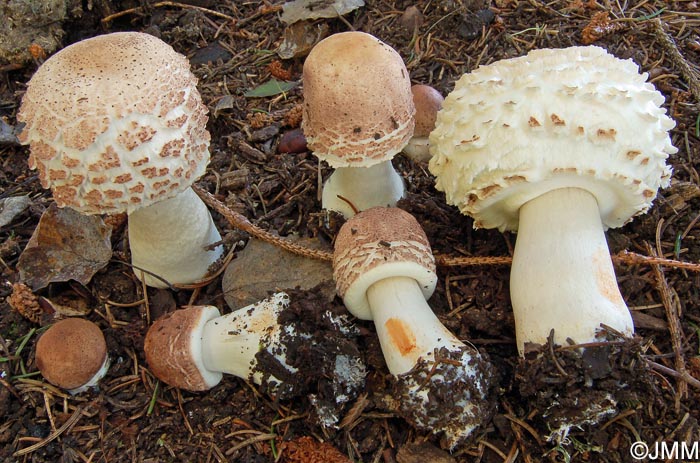 Leucoagaricus nympharum