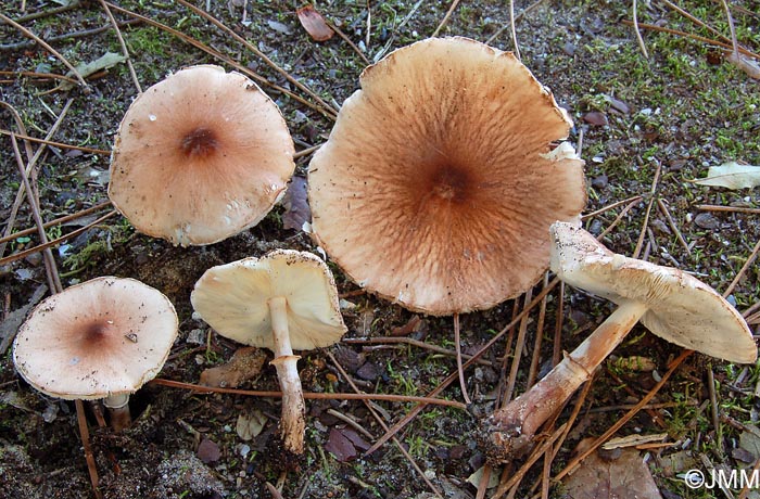 Leucoagaricus pilatianus