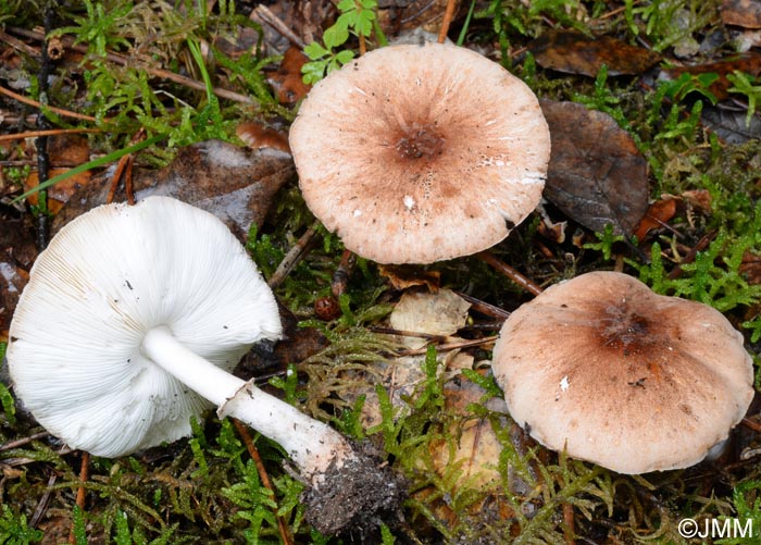 Leucoagaricus pilatianus