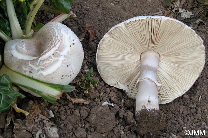 Leucoagaricus subcretaceus