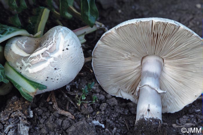 Leucoagaricus subcretaceus