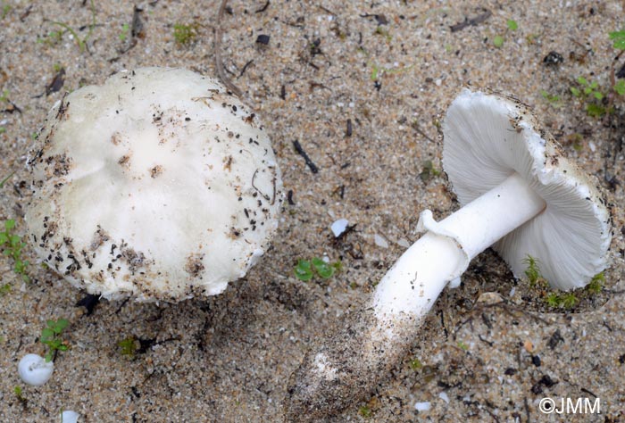 Leucoagaricus subolivaceus