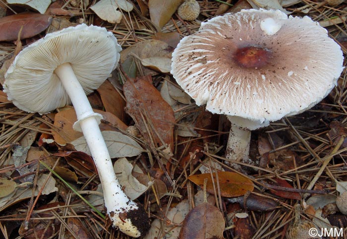 Leucoagaricus wichanskyi