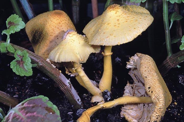 Leucocoprinus birnbaumii