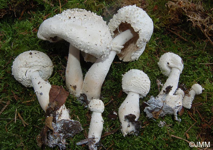 Leucocoprinus cretatus