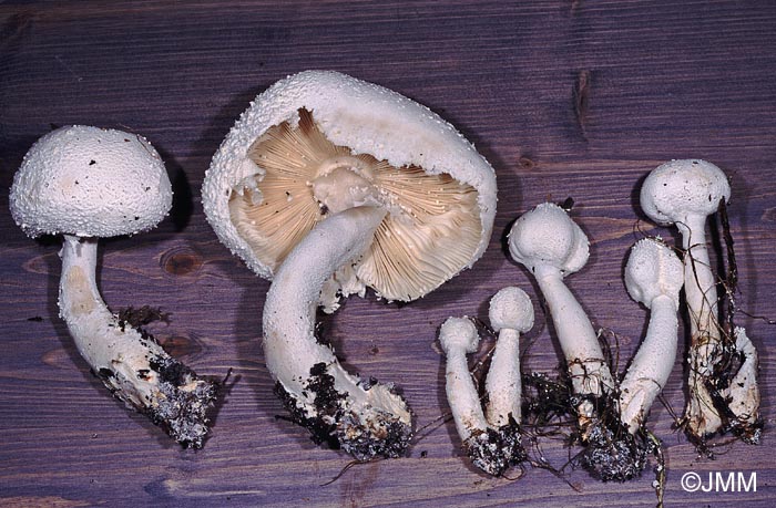 Leucocoprinus cretatus