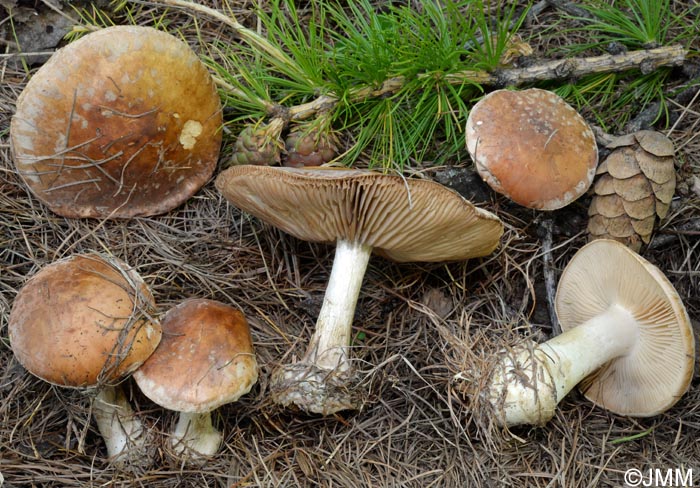 Leucocortinarius bulbiger