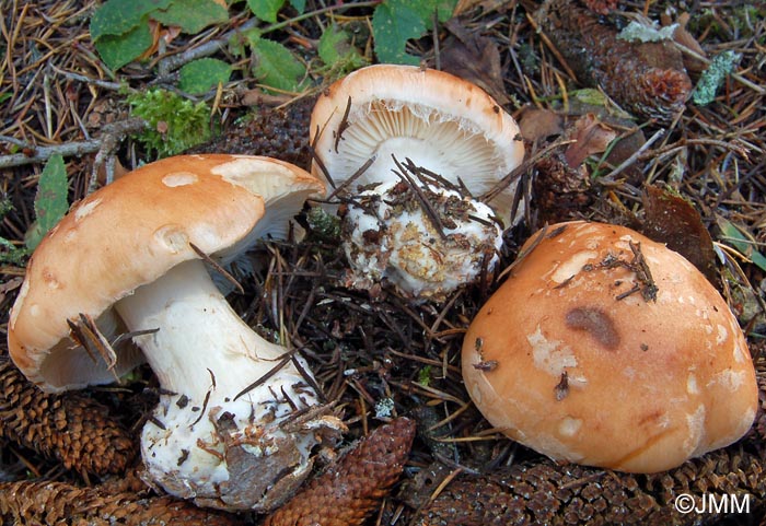 Leucocortinarius bulbiger