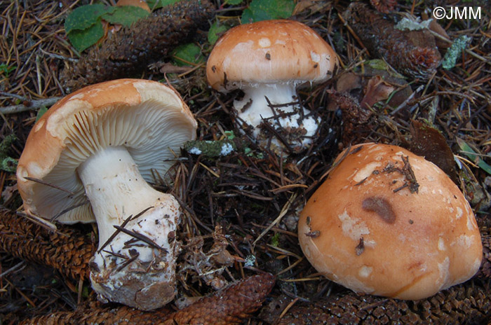 Leucocortinarius bulbiger