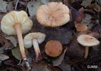 Leucoinocybe lenta