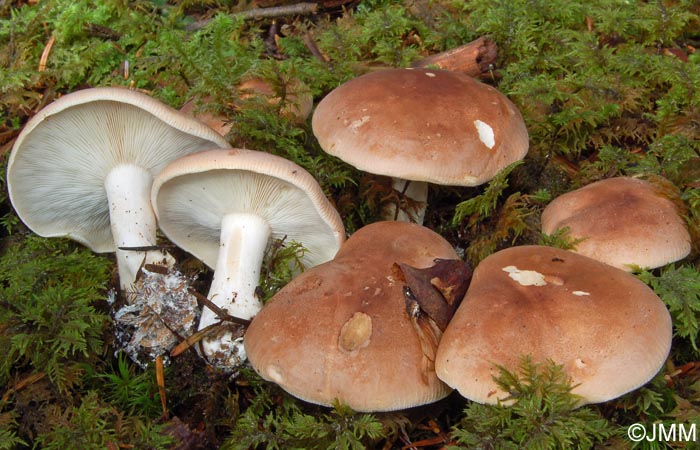 Leucopaxillus amarus = Leucopaxillus gentianeus