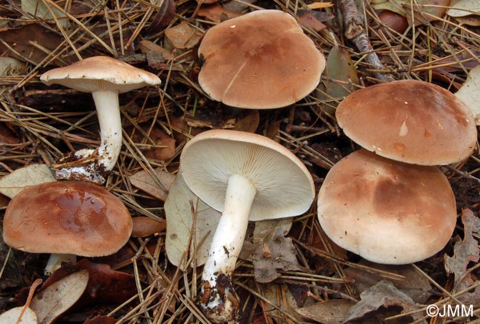 Leucopaxillus amarus = Leucopaxillus gentianeus