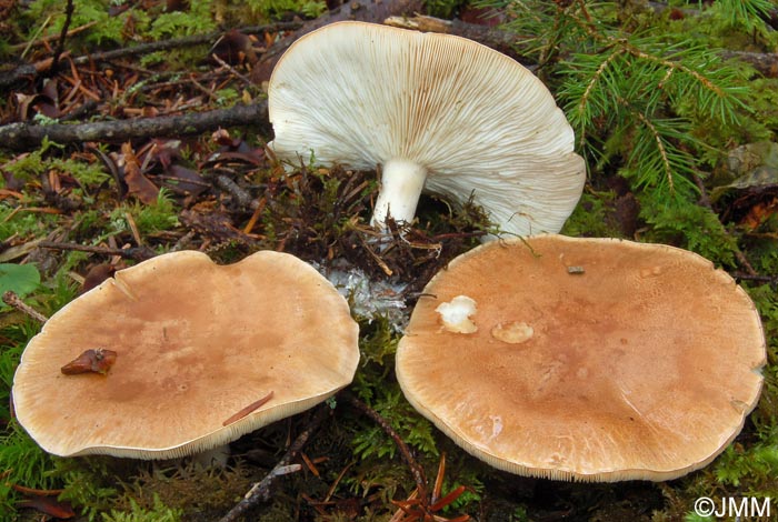 Leucopaxillus amarus = Leucopaxillus gentianeus