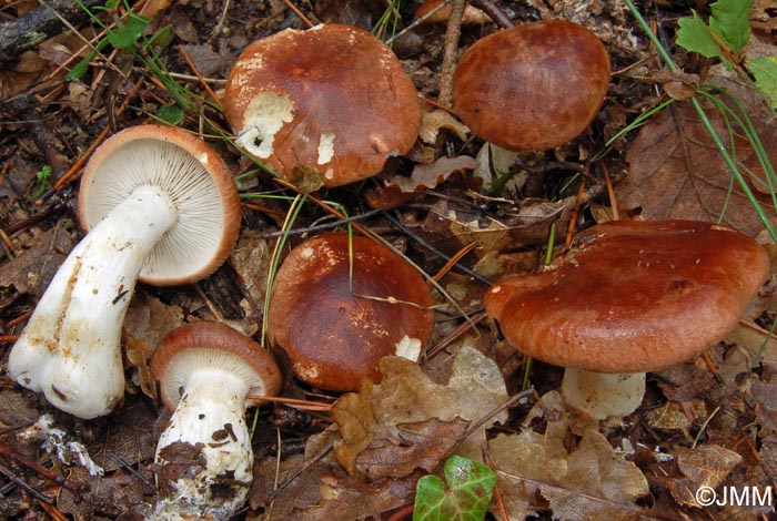 Leucopaxillus amarus = Leucopaxillus gentianeus