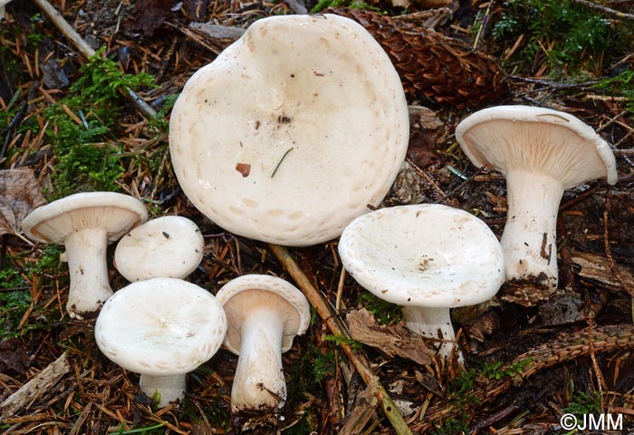 Leucopaxillus candidus = Aspropaxillus candidus = Clitocybe candida