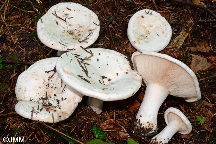 Leucopaxillus candidus = Aspropaxillus candidus = Clitocybe candida