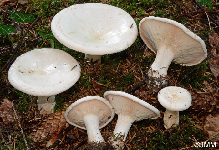 Leucopaxillus candidus = Aspropaxillus candidus = Clitocybe candida