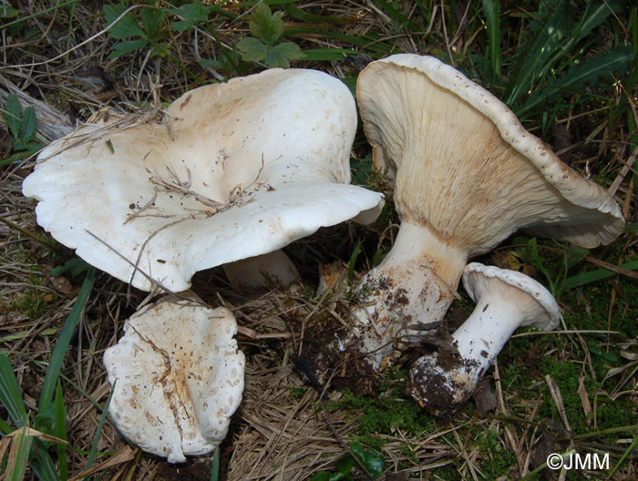 Leucopaxillus giganteus