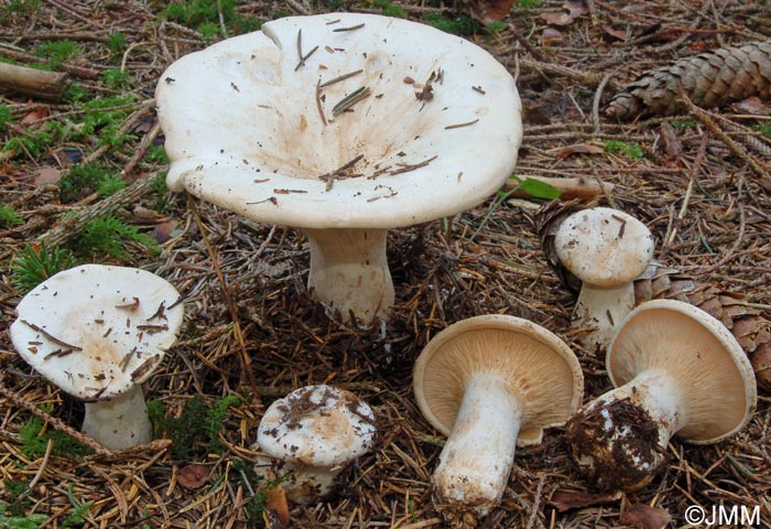 Leucopaxillus giganteus