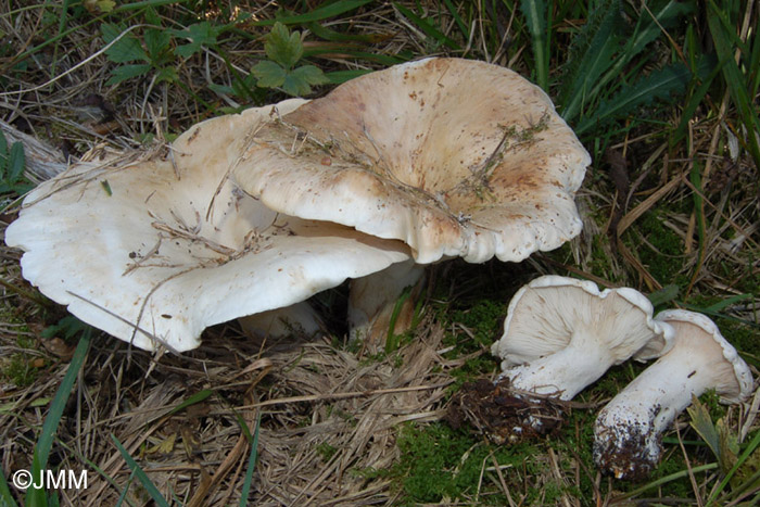 Leucopaxillus giganteus