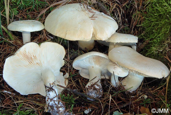 Leucopaxillus paradoxus