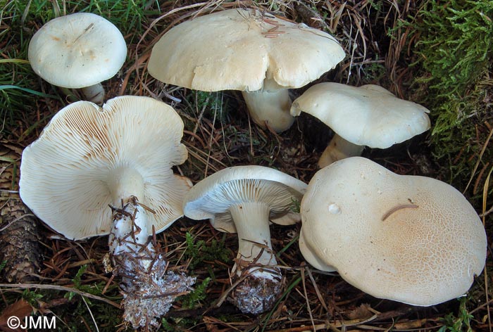 Leucopaxillus paradoxus