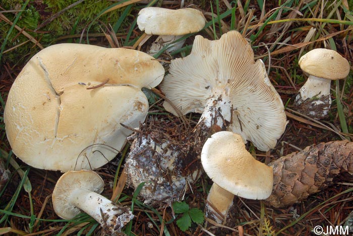 Leucopaxillus paradoxus