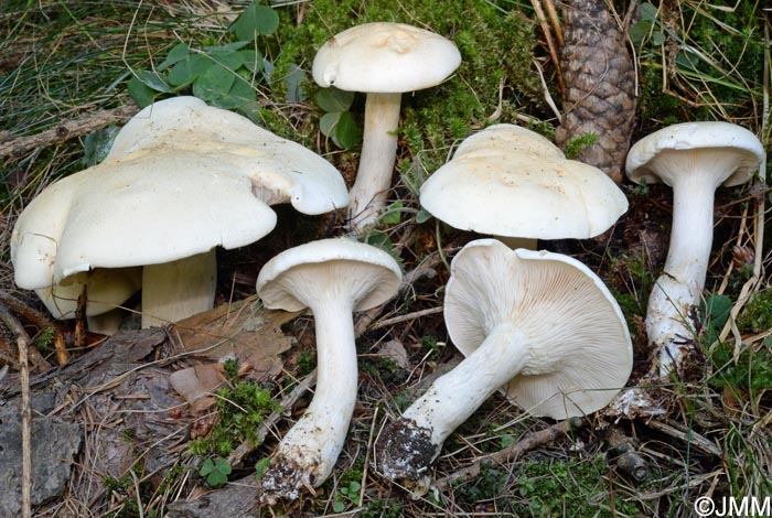 Leucopaxillus paradoxus