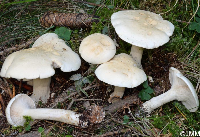 Leucopaxillus paradoxus