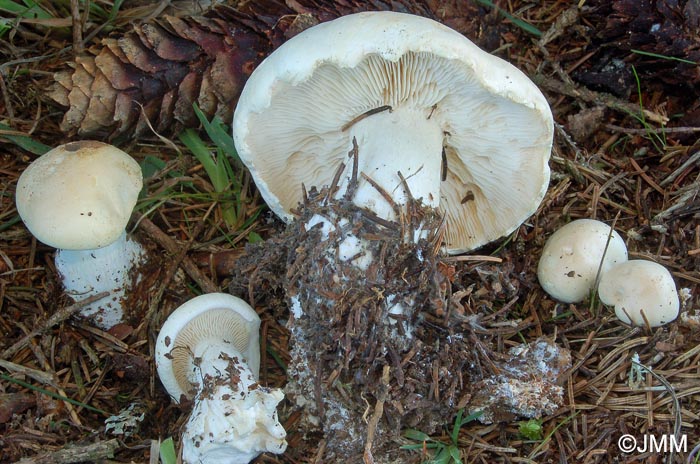 Leucopaxillus paradoxus