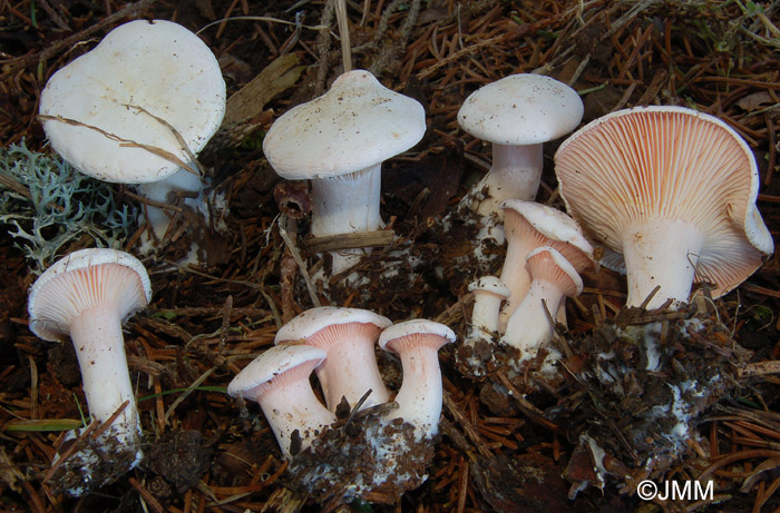 Leucopaxillus rhodoleucus