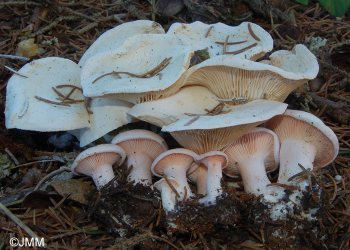 Leucopaxillus rhodoleucus