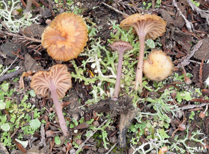 Lichenomphalia meridionalis = Omphalina meridionalis