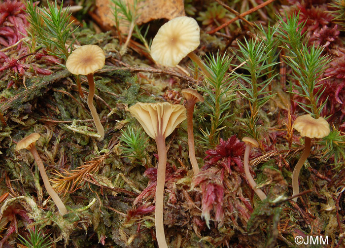 Lichenomphalia umbellifera = Gerronema ericetorum = Phytoconis ericetorum