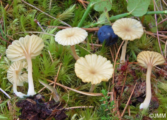 Lichenomphalia umbellifera = Gerronema ericetorum = Phytoconis ericetorum