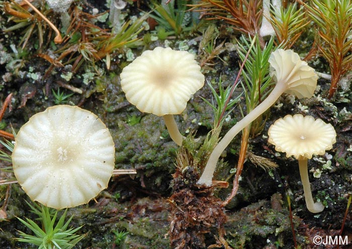 Lichenomphalia umbellifera = Gerronema ericetorum = Phytoconis ericetorum