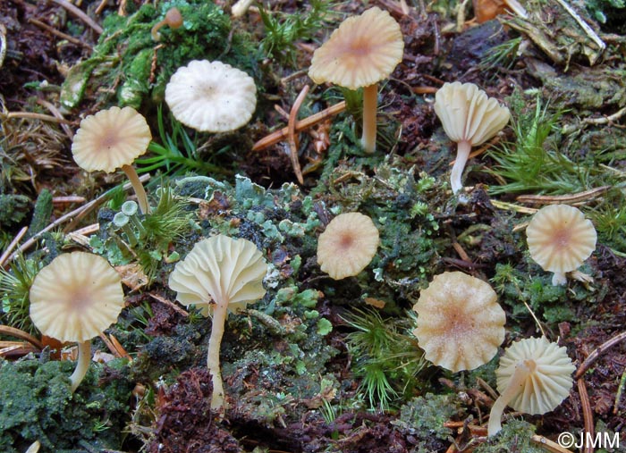 Lichenomphalia umbellifera = Gerronema ericetorum = Phytoconis ericetorum