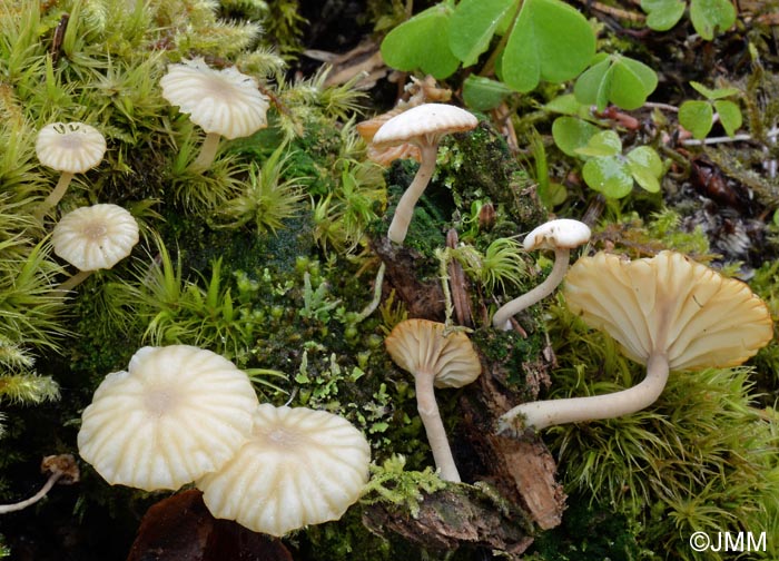 Lichenomphalia umbellifera = Gerronema ericetorum = Phytoconis ericetorum