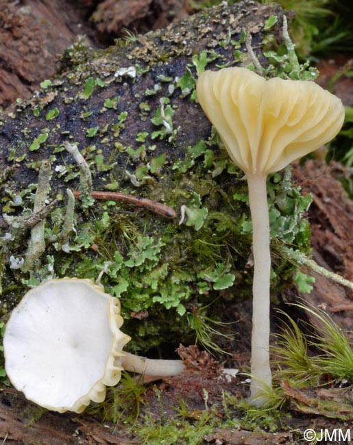 Lichenomphalia umbellifera f. alba