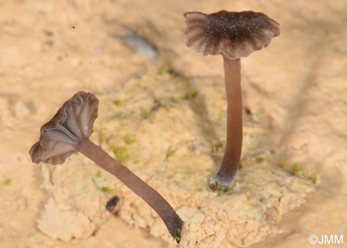 Lichenomphalia velutina