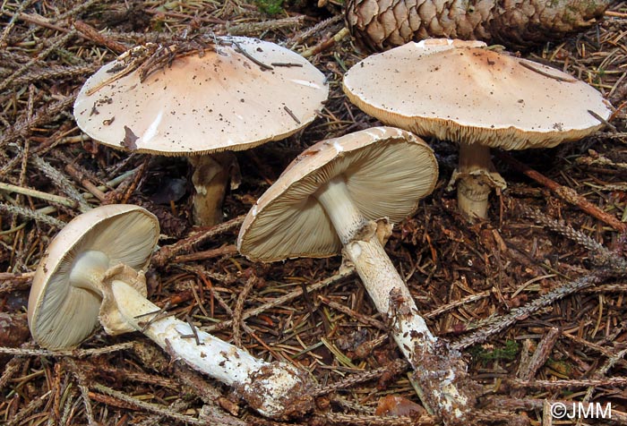 Limacella guttata